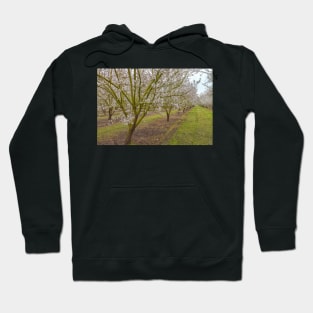 Almond Blossoms Hoodie